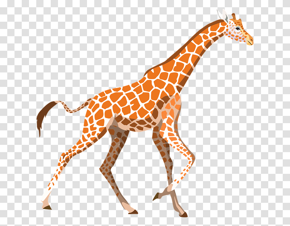 Giraffe Clipart, Wildlife, Mammal, Animal Transparent Png