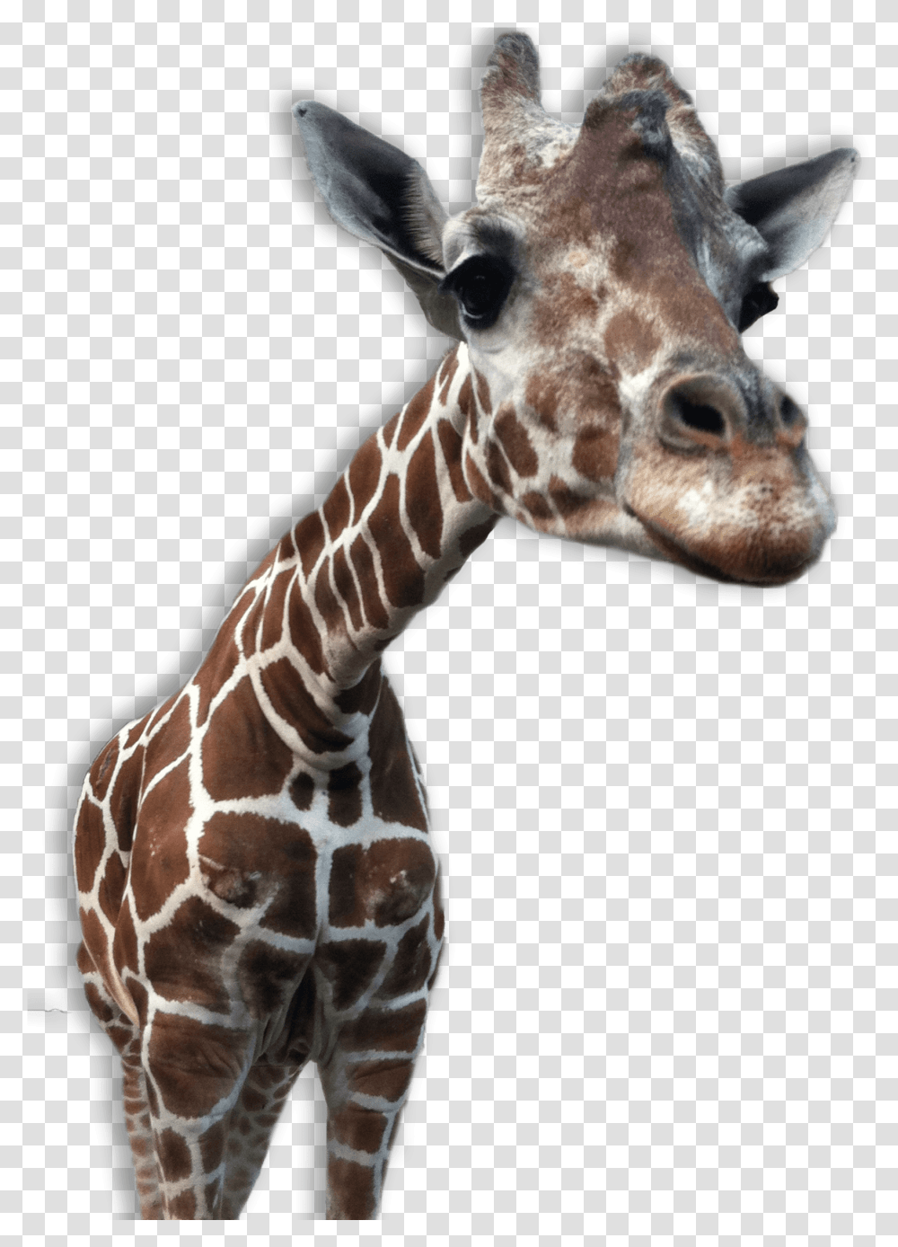 Giraffe Close Up Zoo Animals No Background, Wildlife, Mammal Transparent Png