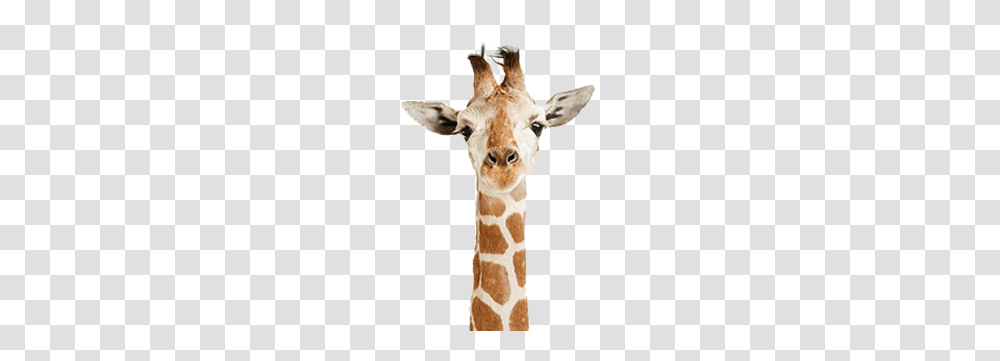 Giraffe Cute Twitter Headers Giraffe, Wildlife, Mammal, Animal, Deer Transparent Png