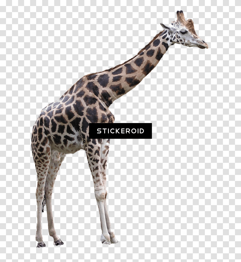 Giraffe Download Background Giraffe, Wildlife, Mammal, Animal Transparent Png