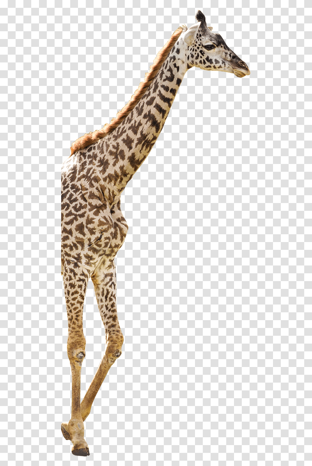Giraffe Download Giraffe, Wildlife, Mammal, Animal, Leisure Activities Transparent Png