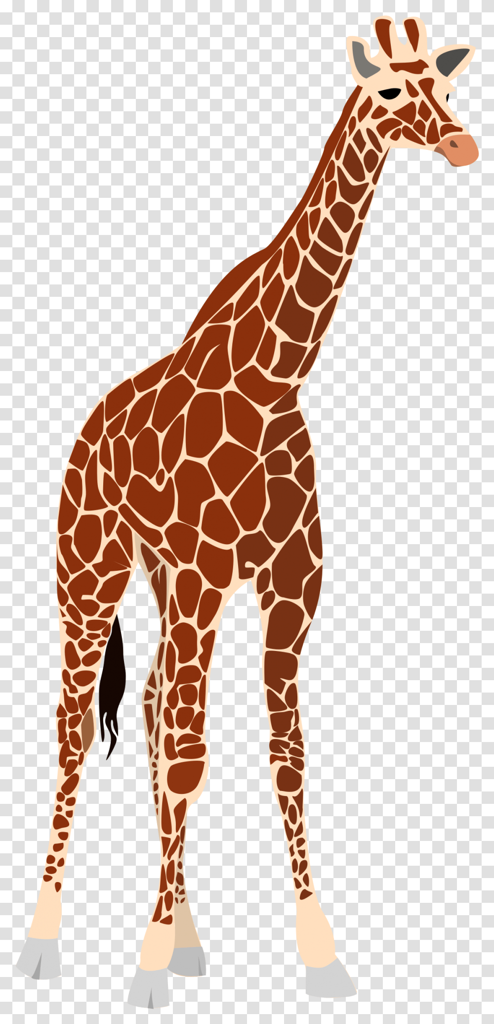 Giraffe Face Clipart Tall And Short Comparison, Wildlife, Mammal, Animal Transparent Png