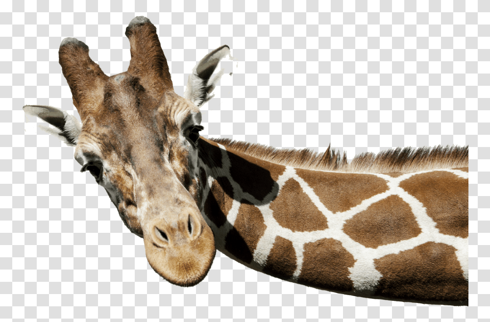 Giraffe Free Background Giraffe, Wildlife, Mammal, Animal Transparent Png