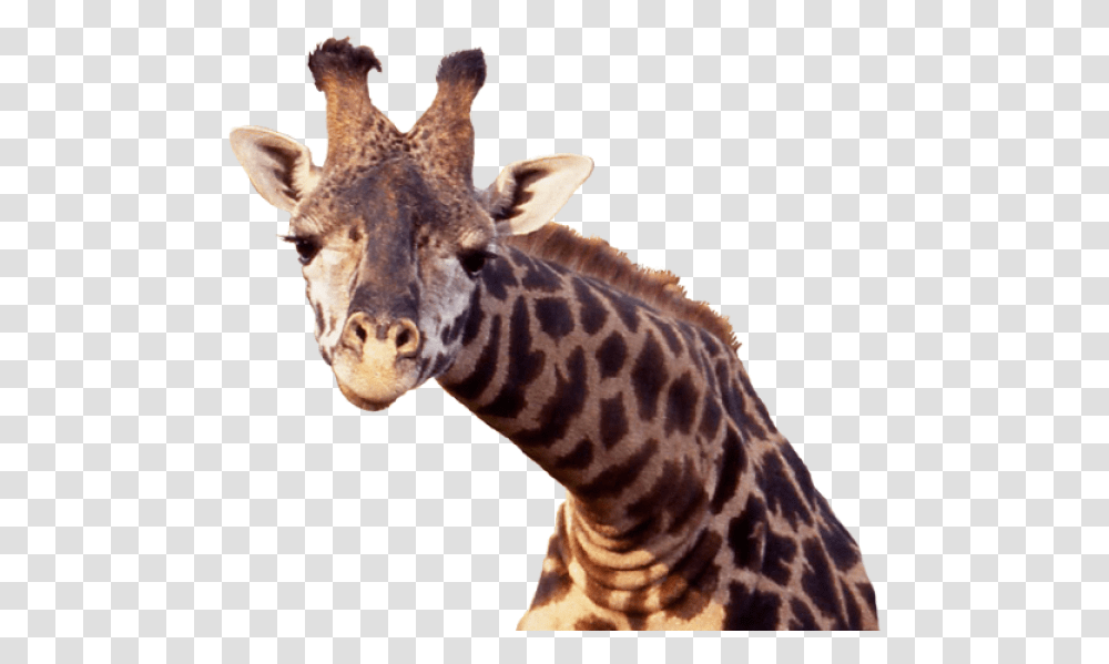Giraffe Free Image Download Image Giraffe Head Background, Wildlife, Mammal, Animal Transparent Png