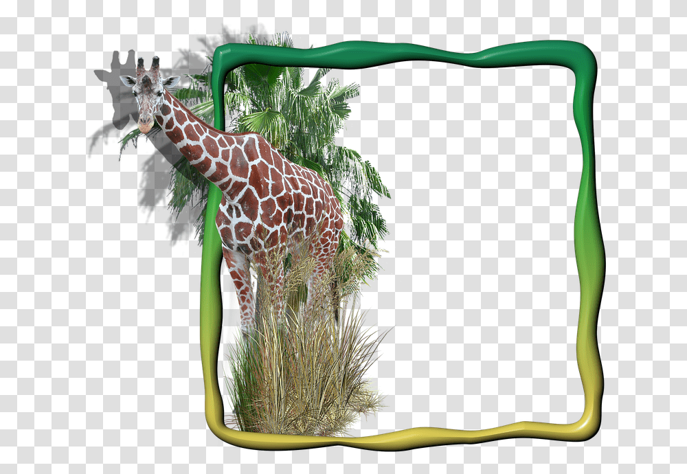 Giraffe Grass Animals Picture Frame, Wildlife, Mammal, Bush, Vegetation Transparent Png