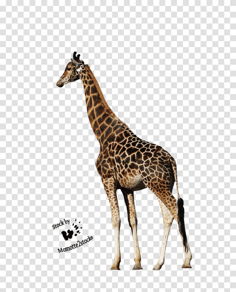 Giraffe Hd Giraffe Hd Images, Wildlife, Mammal, Animal Transparent Png