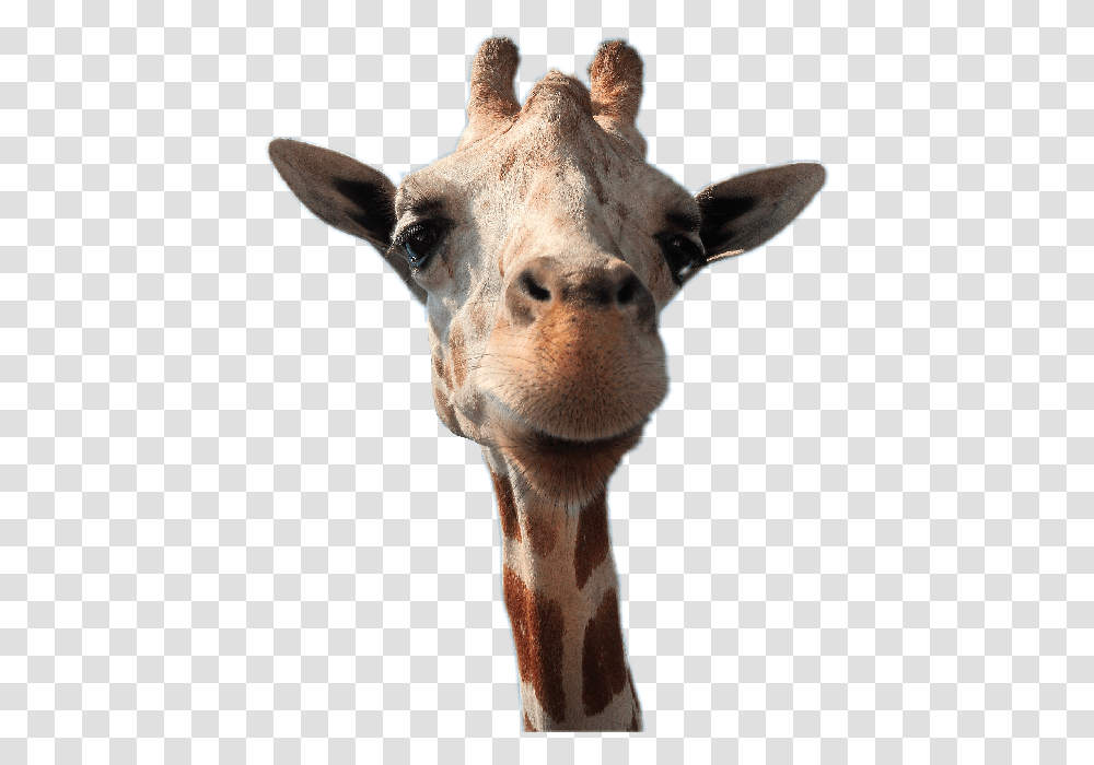 Giraffe Head Dp Whatsapp Animals Profile, Wildlife, Mammal Transparent Png