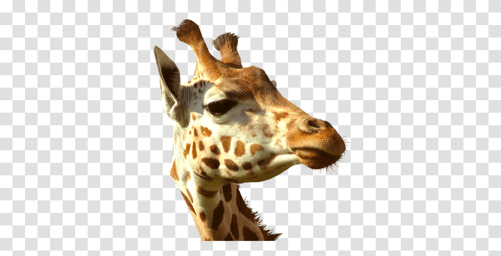 Giraffe Head Hd Giraffe Head, Wildlife, Mammal, Animal Transparent Png