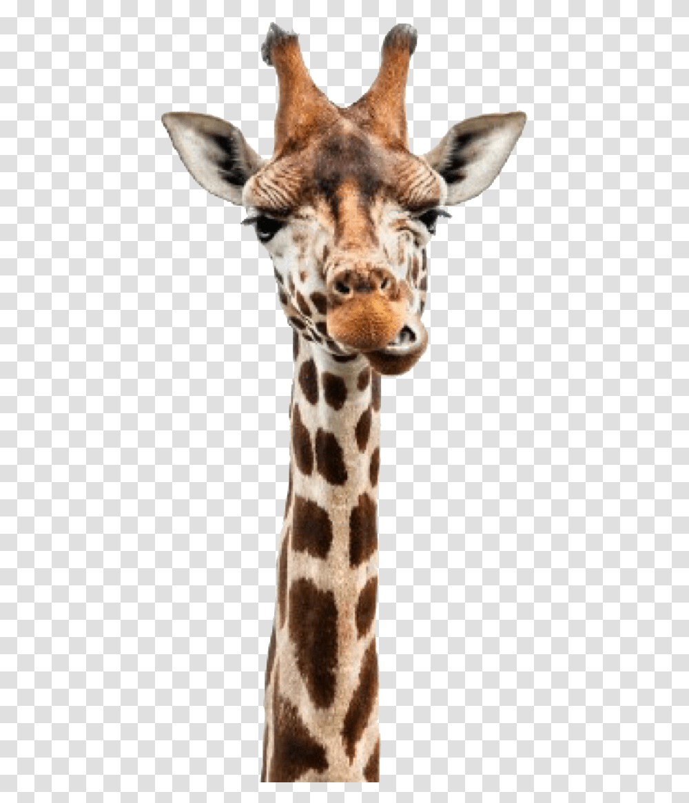 Giraffe Head Usborne Books Have Shipped, Wildlife, Mammal, Animal Transparent Png