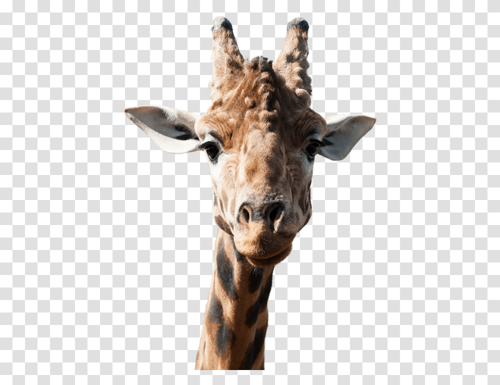 Giraffe Head, Wildlife, Mammal, Animal Transparent Png