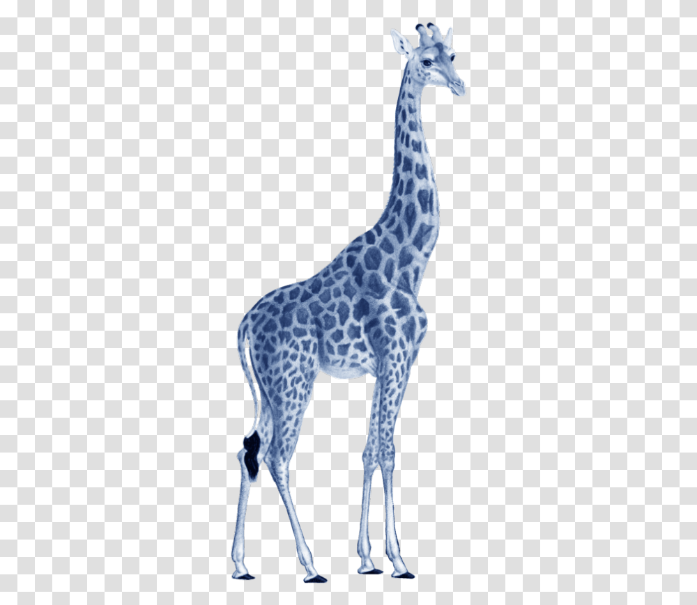 Giraffe Illustration Girafe, Wildlife, Mammal, Animal, Pattern Transparent Png