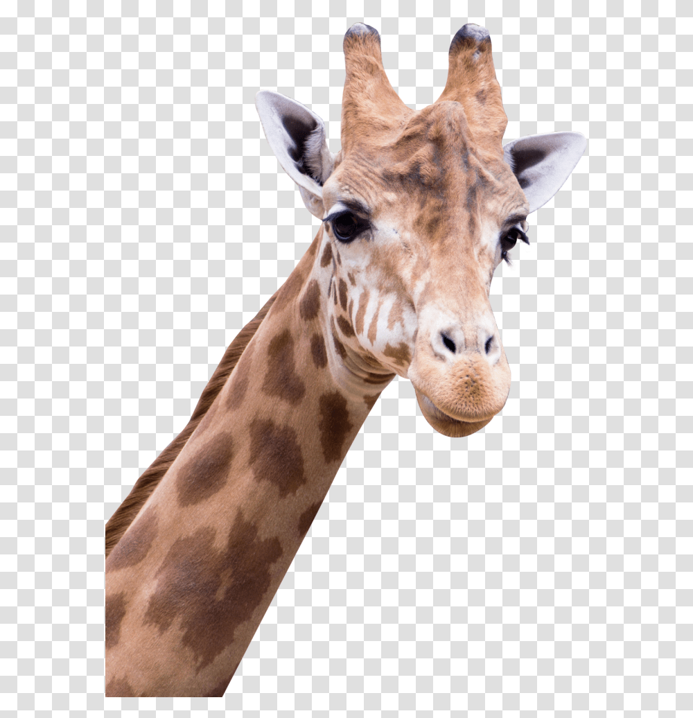 Giraffe Image Amine Good For You, Wildlife, Mammal, Animal Transparent Png