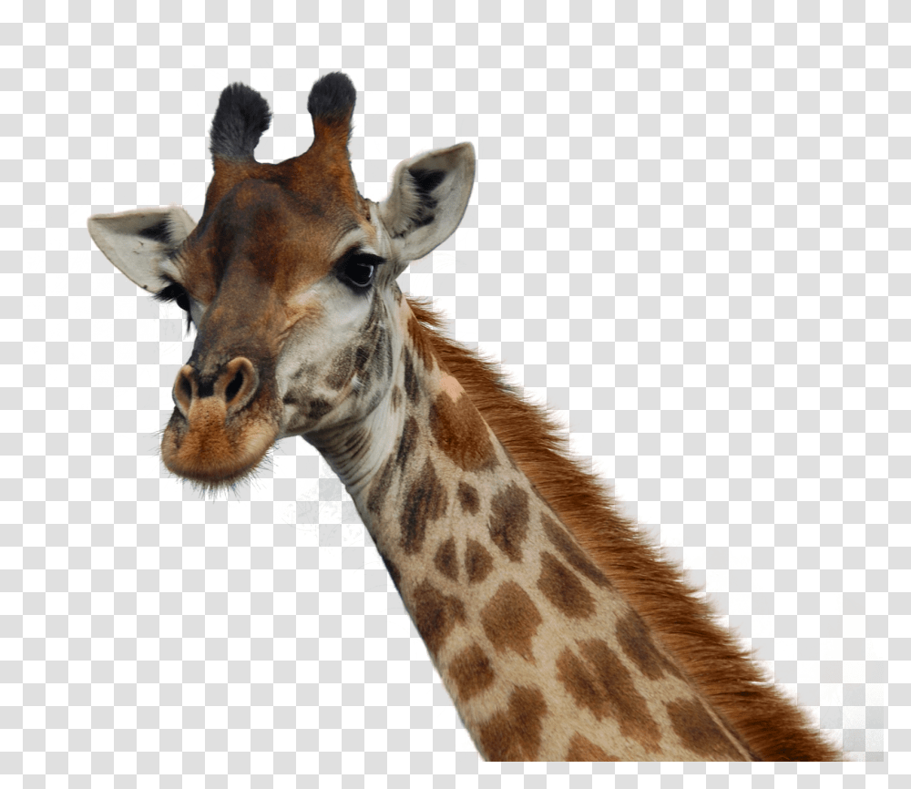 Giraffe Image, Animals, Wildlife, Mammal Transparent Png