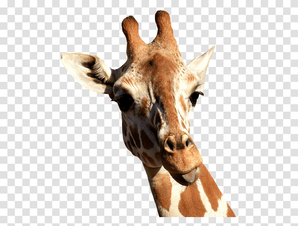 Giraffe Image Giraffe Sticking Tongue Out, Wildlife, Mammal, Animal Transparent Png