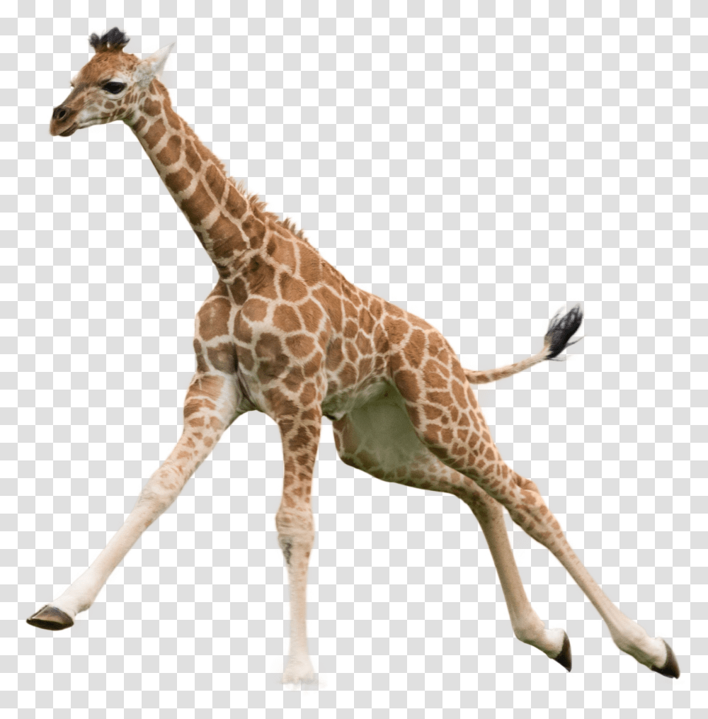 Giraffe Image Giraffe, Wildlife, Mammal, Animal Transparent Png