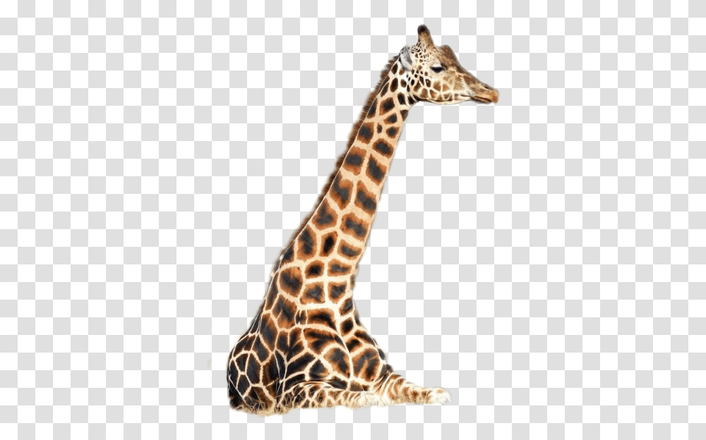 Giraffe Image Giraffidae, Wildlife, Mammal, Animal Transparent Png