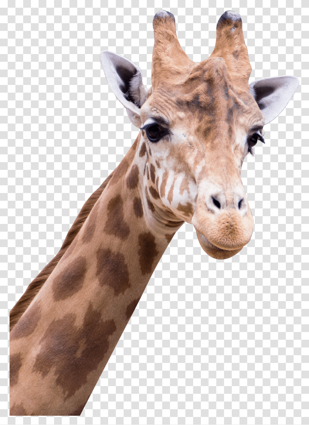 Giraffe Images All Giraffe, Wildlife, Mammal, Animal Transparent Png