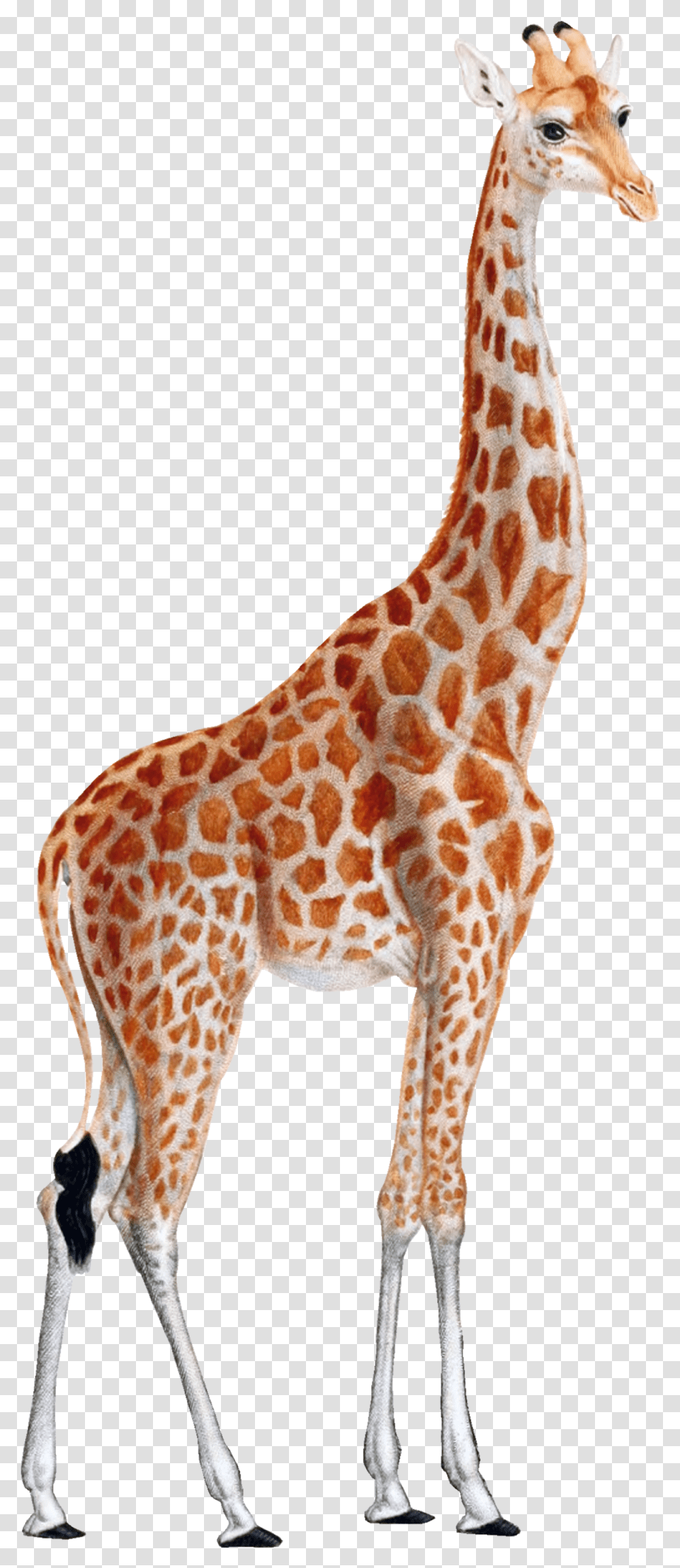 Giraffe In Barcelona, Wildlife, Mammal, Animal Transparent Png