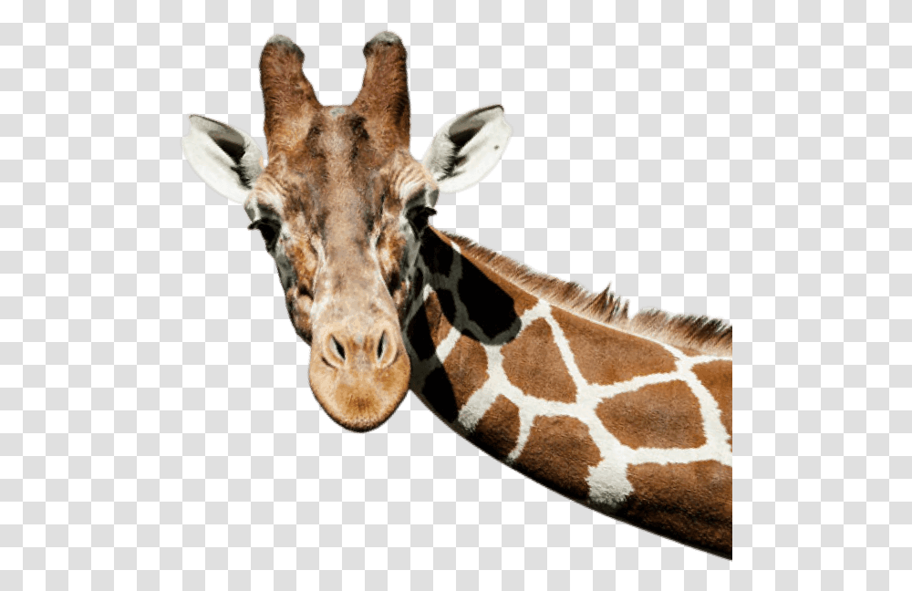 Giraffe Peeking Out, Wildlife, Mammal, Animal Transparent Png