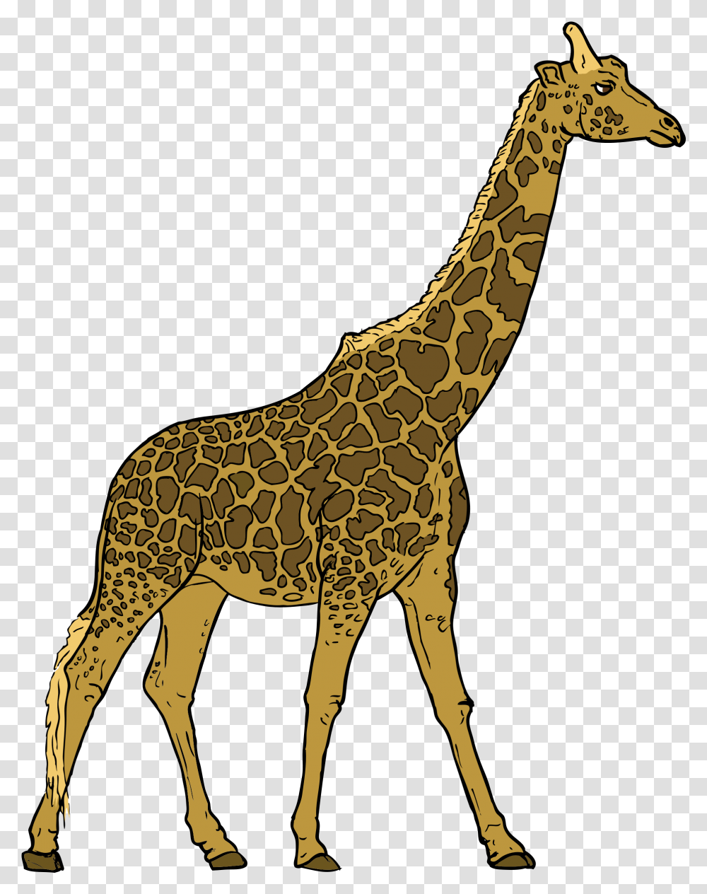 Giraffe Picture Giraffe Clipart, Wildlife, Mammal, Animal, Antelope Transparent Png