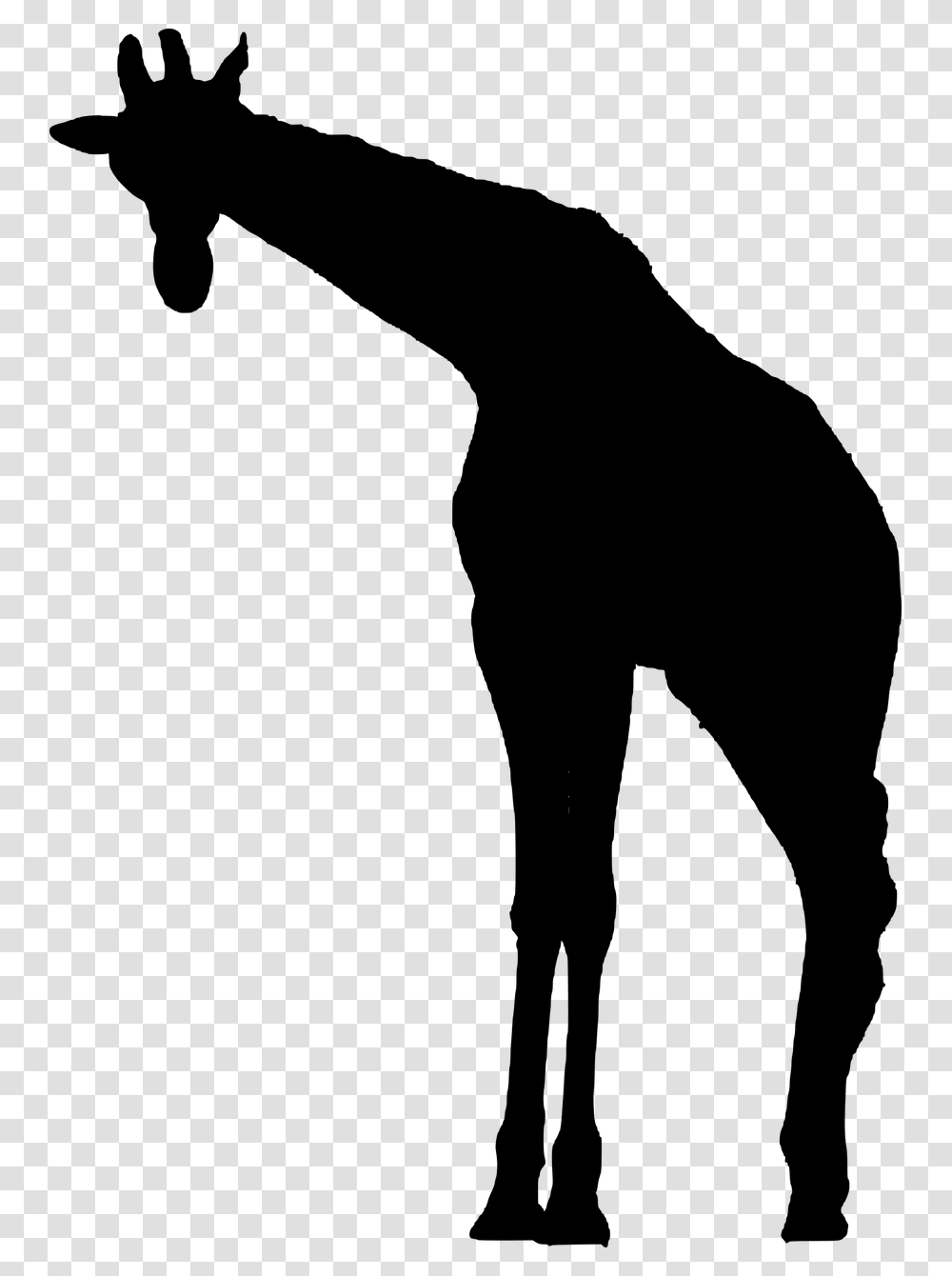 Giraffe Silhouette Animal African Wildlife, Gray, World Of Warcraft Transparent Png