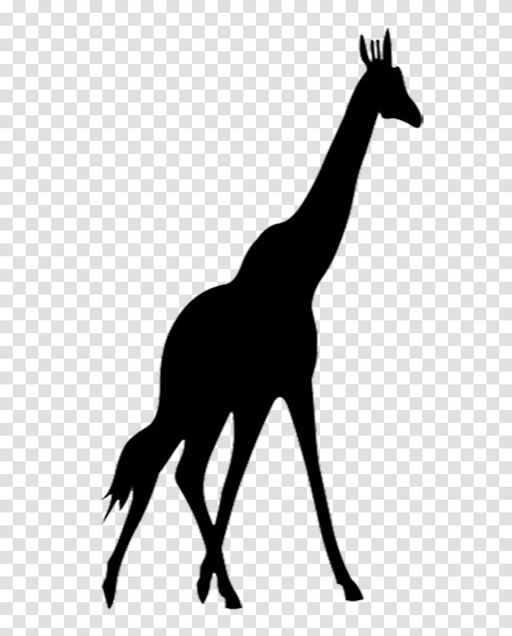Giraffe Silhouette Zoo Animals Unit Silhouette, Person, Mammal, Window Transparent Png