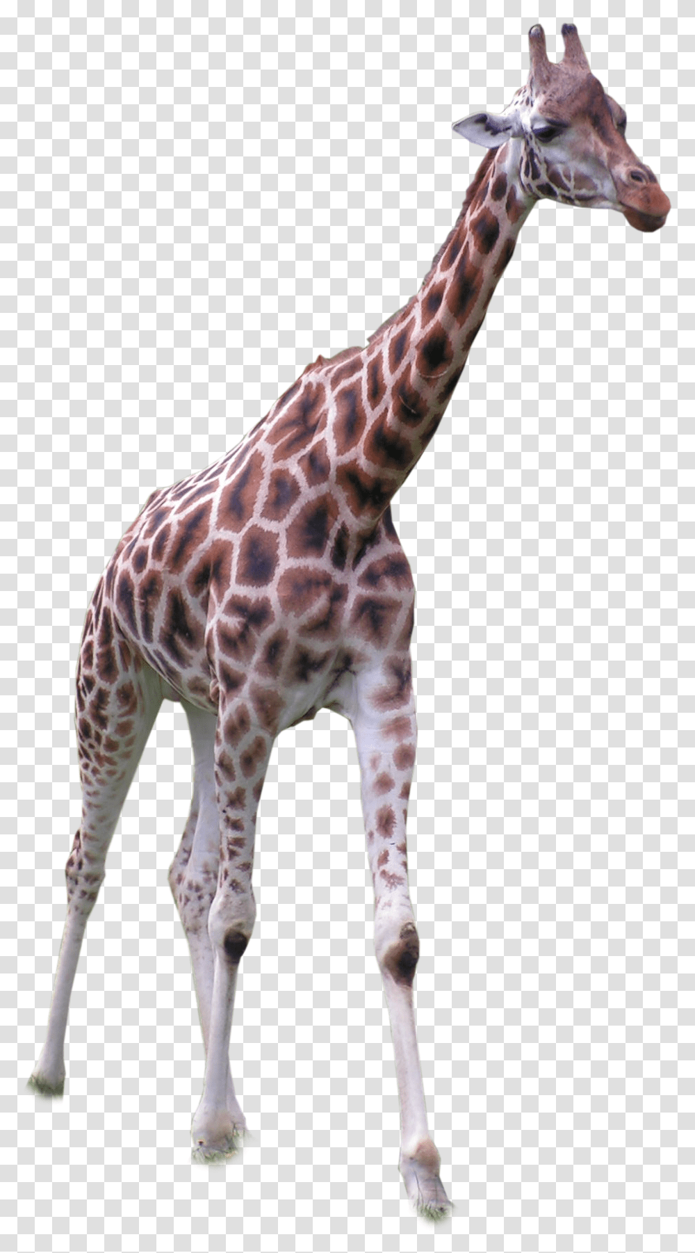 Giraffe Standing Front Background Giraffe, Wildlife, Mammal, Animal Transparent Png