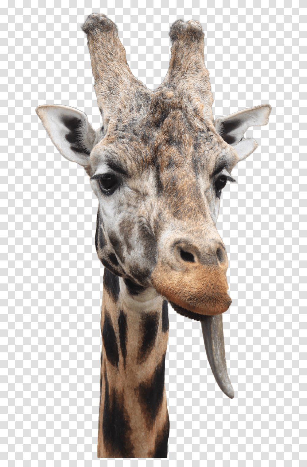 Giraffe Tongue Picture Giraffe Tongue Clipart, Wildlife, Mammal, Animal Transparent Png