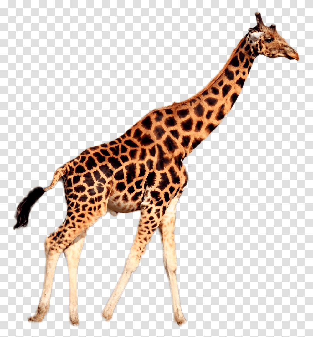 Giraffe Wearing A Tie, Wildlife, Mammal, Animal Transparent Png
