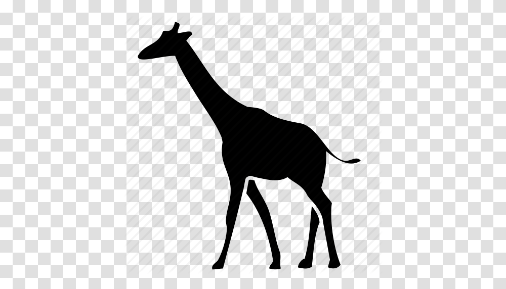 Giraffe Wild Life Icon, Wildlife, Animal, Piano, Leisure Activities Transparent Png
