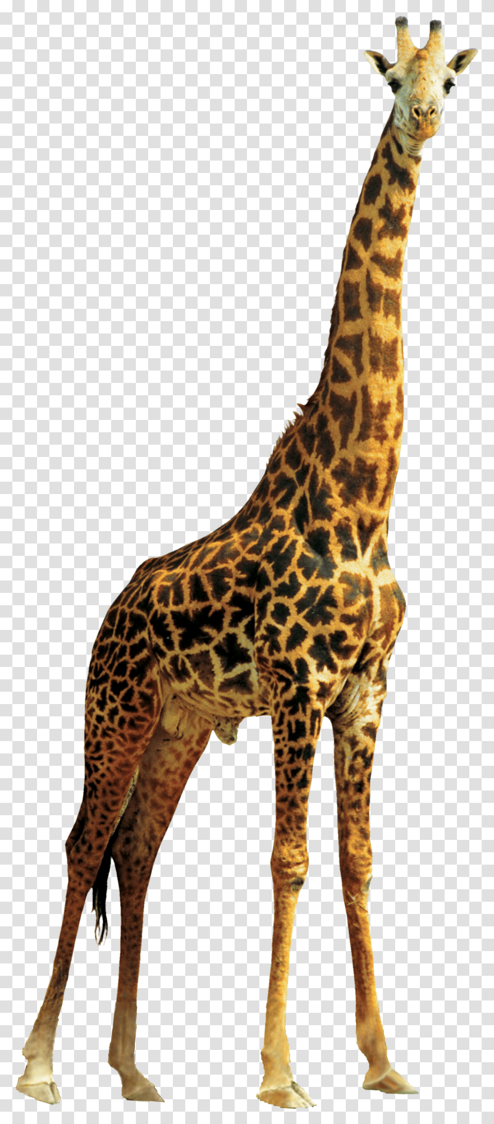 Giraffe, Wildlife, Mammal, Animal, Panther Transparent Png