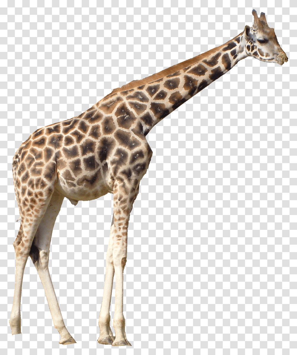 Giraffe, Wildlife, Mammal, Animal Transparent Png