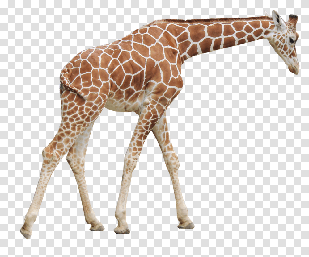 Giraffe, Wildlife, Mammal, Animal Transparent Png