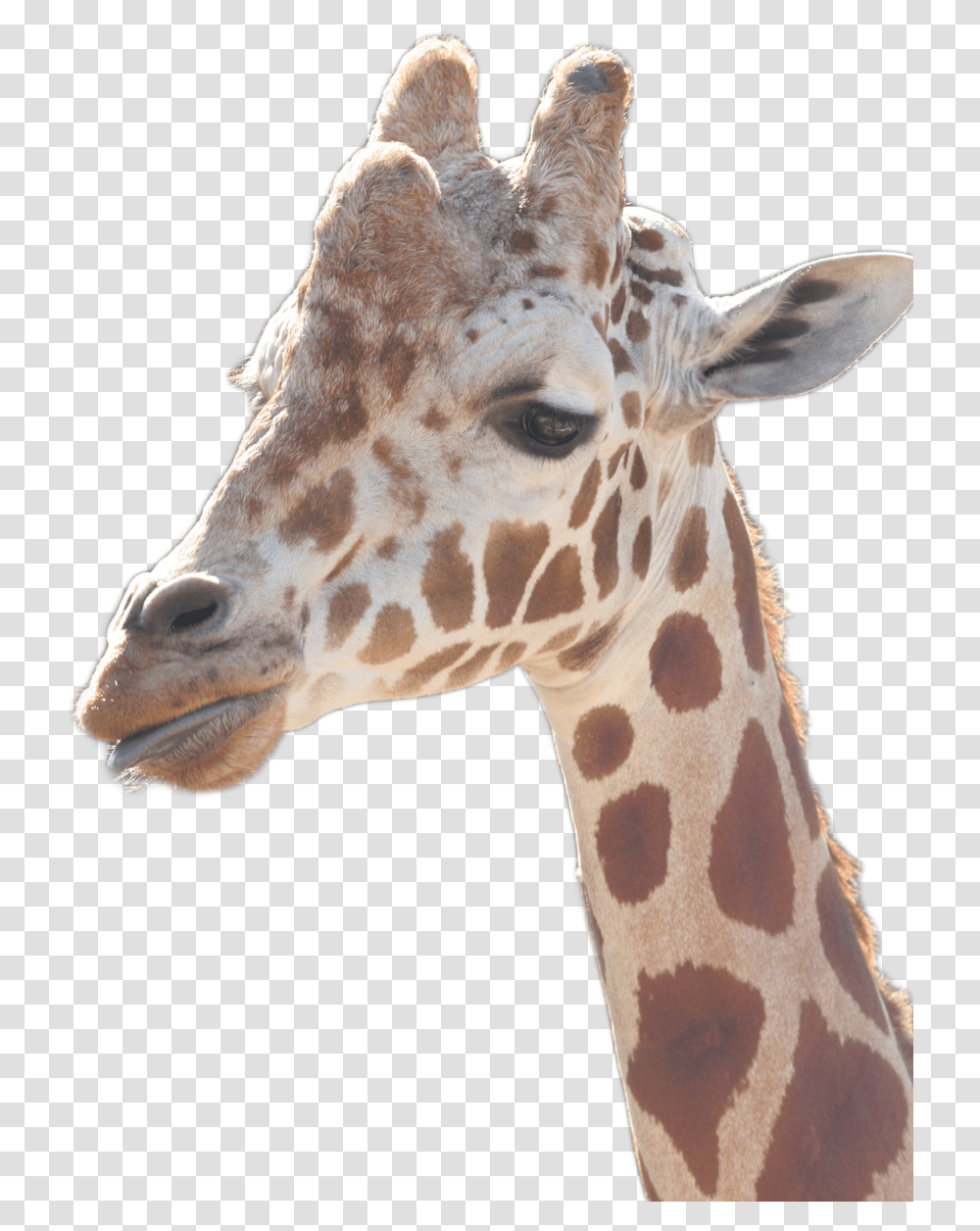 Giraffe, Wildlife, Mammal, Animal Transparent Png