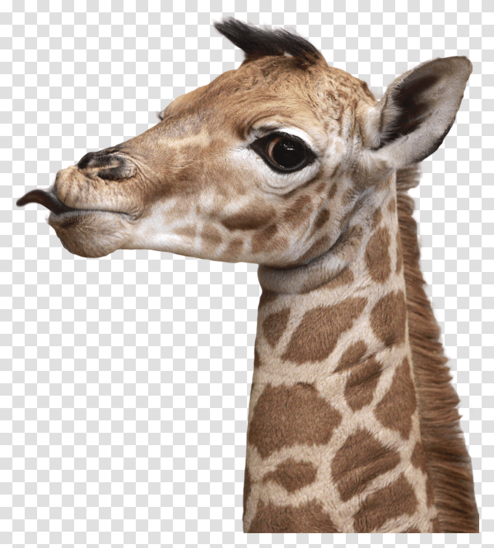 Giraffe, Wildlife, Mammal, Animal Transparent Png