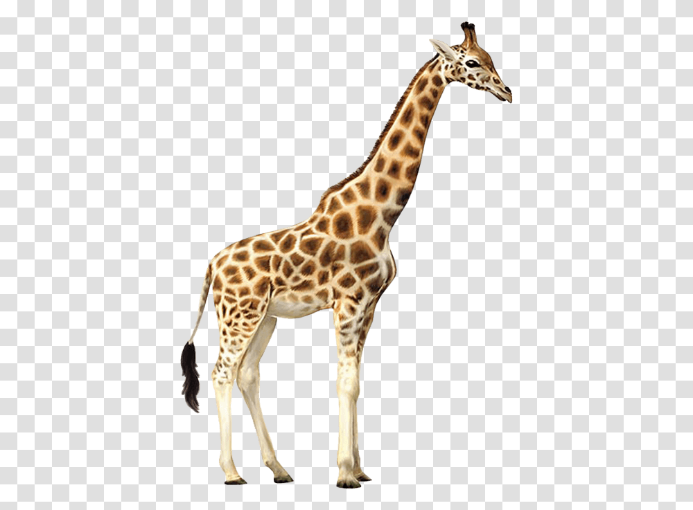 Giraffe, Wildlife, Mammal, Animal Transparent Png