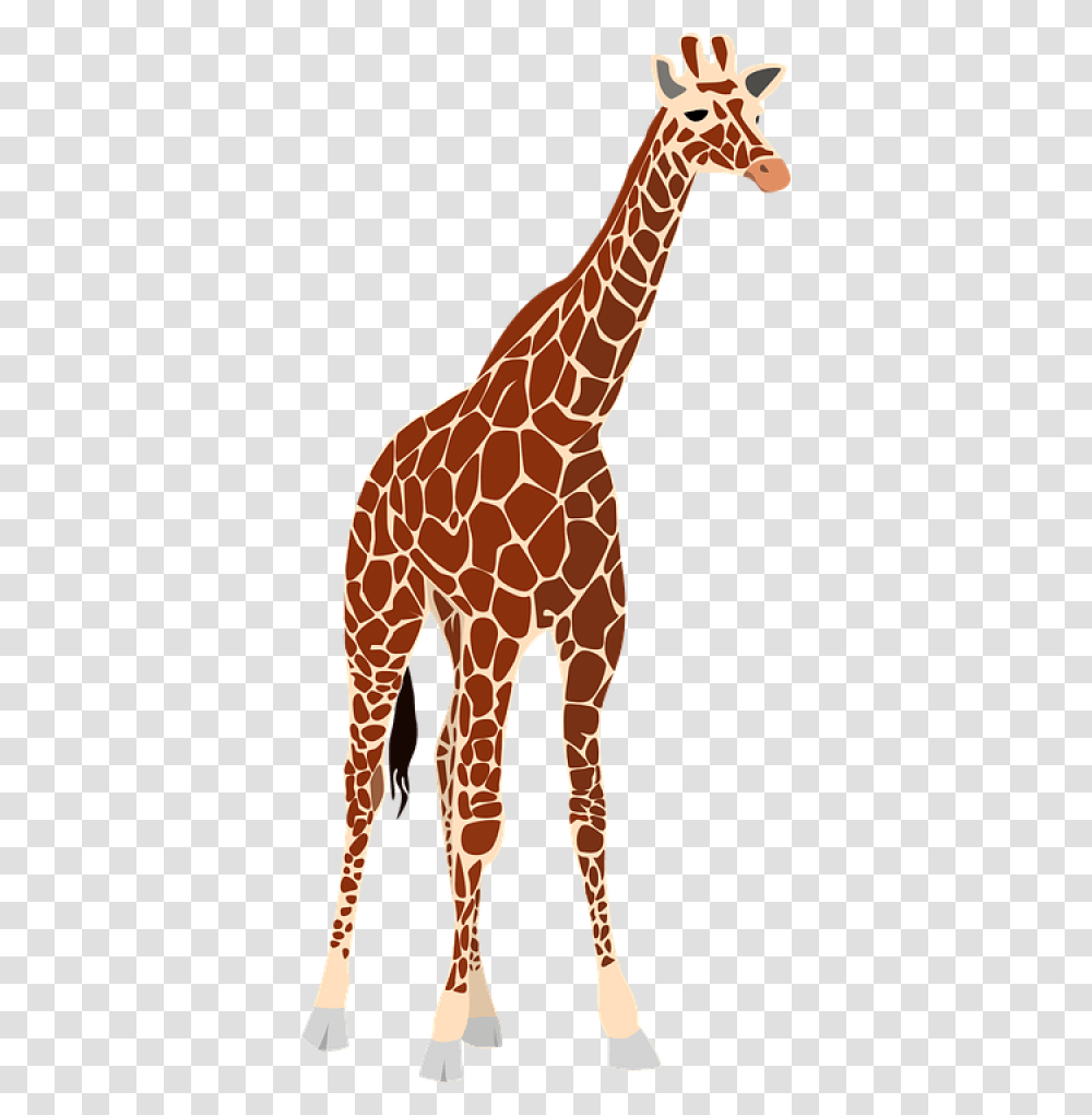 Giraffe, Wildlife, Mammal, Animal Transparent Png