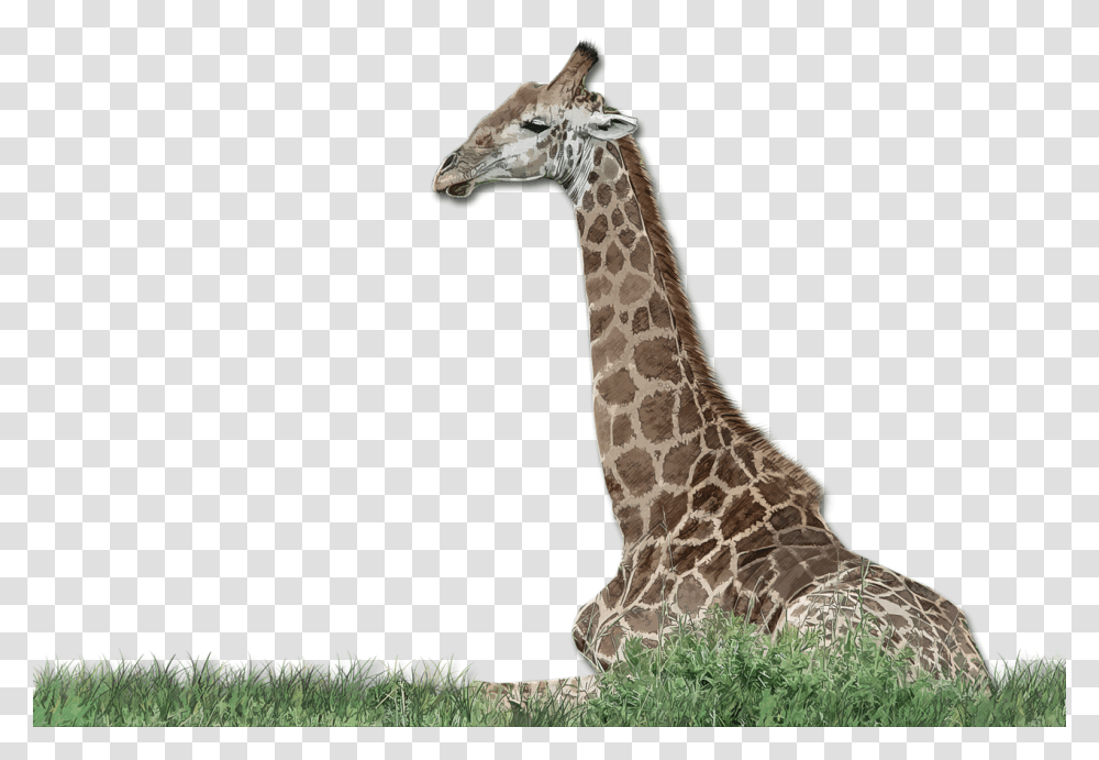 Giraffe, Wildlife, Mammal, Animal Transparent Png