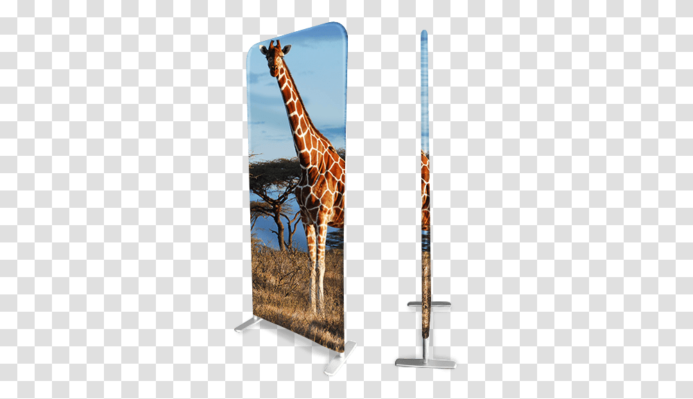 Giraffe, Wildlife, Mammal, Animal Transparent Png