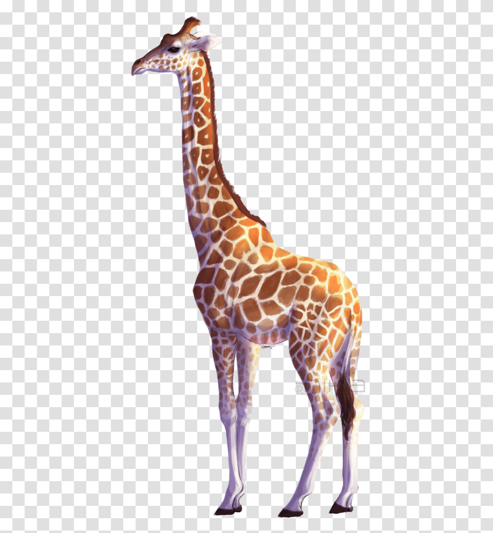 Giraffe, Wildlife, Mammal, Animal Transparent Png