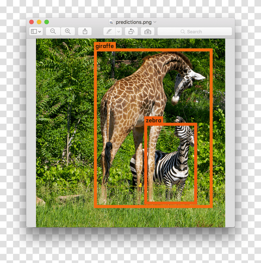 Giraffes And Zebras Together, Wildlife, Mammal, Animal, Zoo Transparent Png
