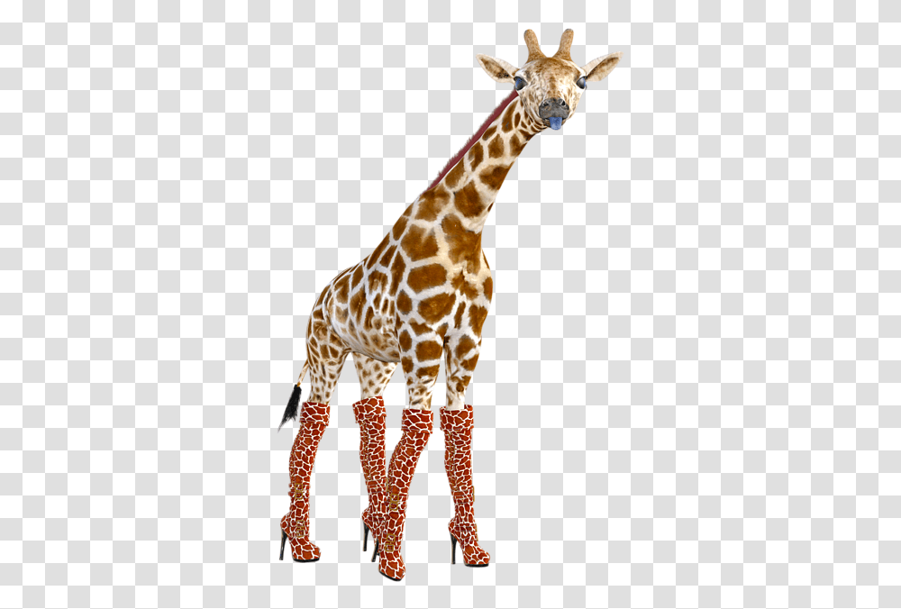 Giraffes Doing Funny Poses, Wildlife, Mammal, Animal Transparent Png