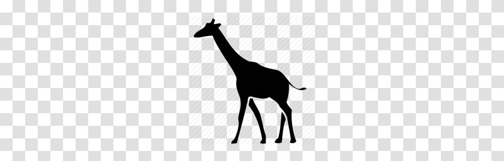 Giraffidae Clipart Clipart, Mammal, Animal, Giraffe, Wildlife Transparent Png