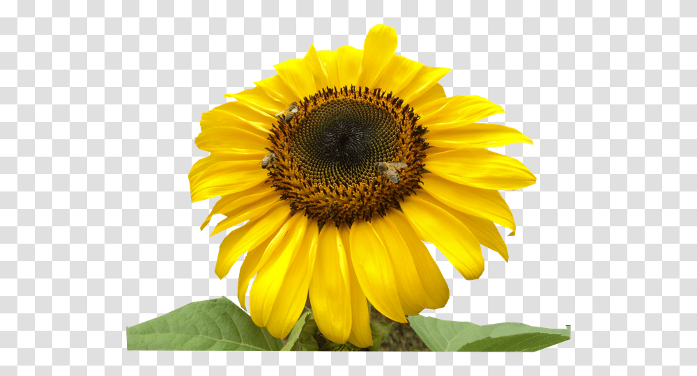 Girasol Abejas Sunflower, Plant, Blossom, Daisy, Daisies Transparent Png
