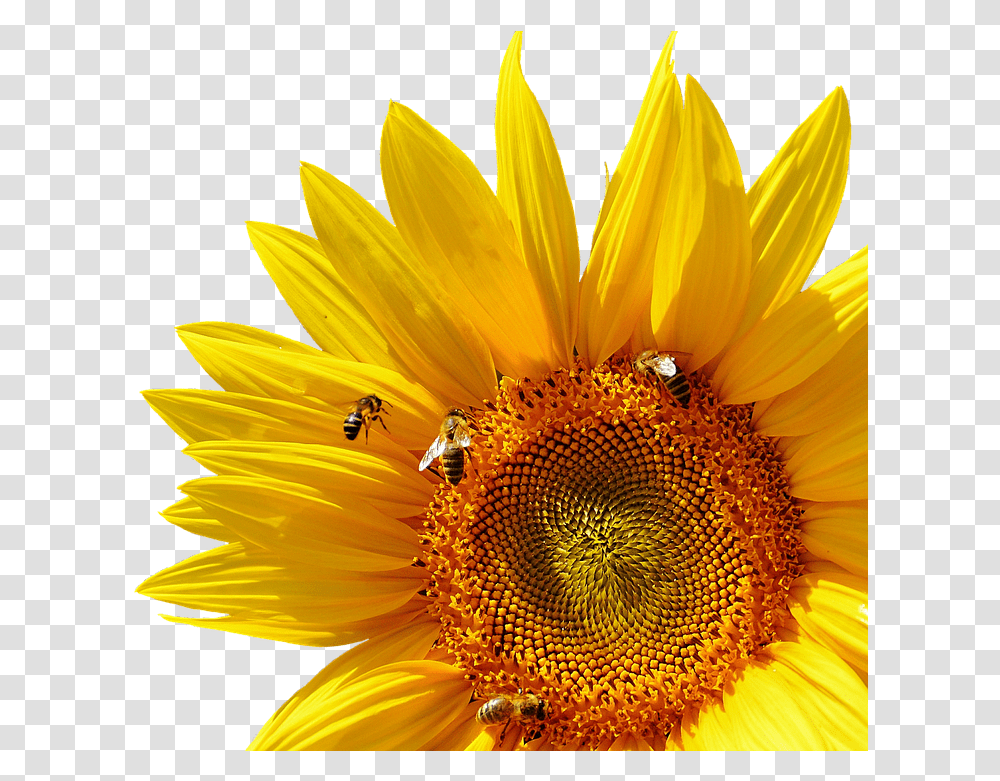 Girasol Abejas Verano Jardn Flor Amarillo Internal And External Structures Of A Plant, Flower, Blossom, Honey Bee, Insect Transparent Png
