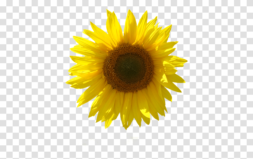 Girasol Aislado Fondo Transparente Cerrar Sun Sunflower, Plant, Blossom Transparent Png