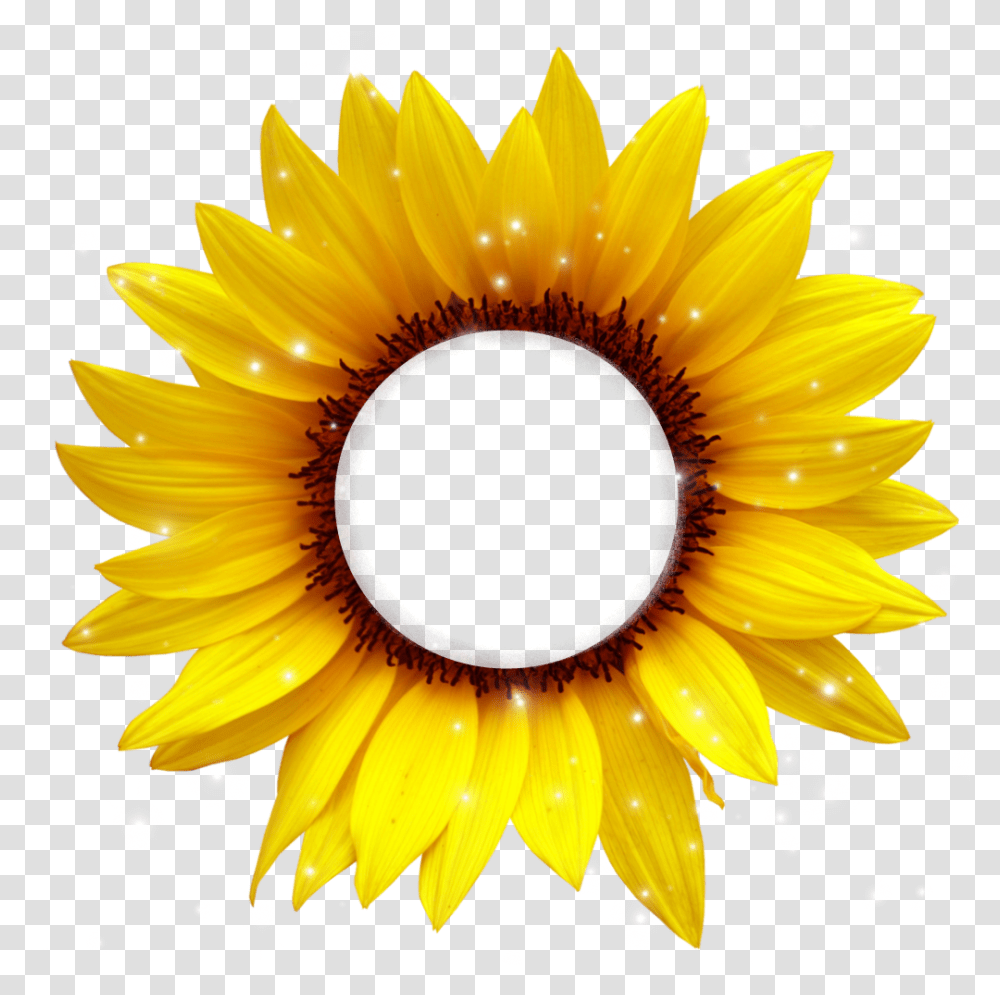 Girasol Amarillo Cafe Frame Bydeniabejar Sunflower Cartoon, Plant, Blossom Transparent Png