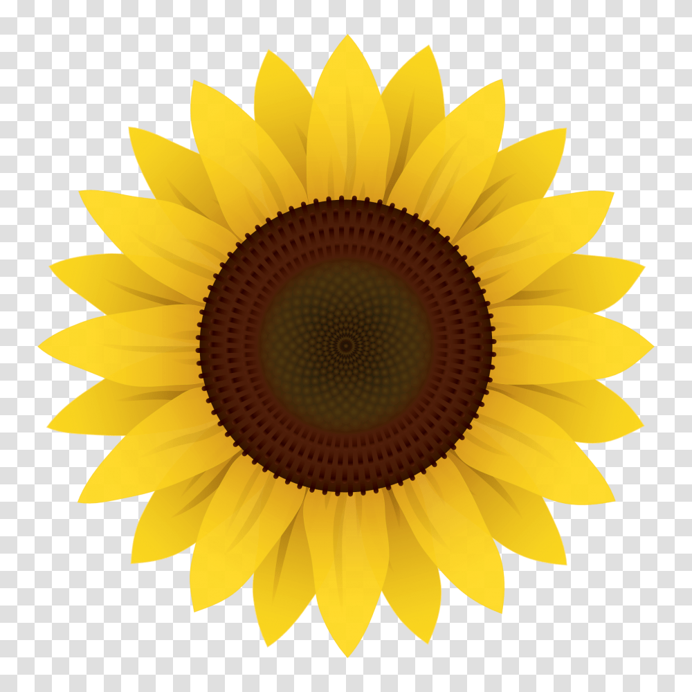Girasol Blanco Images Background Sunflower Clipart, Plant, Blossom, Lamp, Daisy Transparent Png