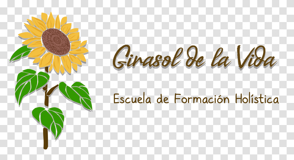 Girasol De La Vida Sunflower, Plant, Blossom, Daisy, Daisies Transparent Png