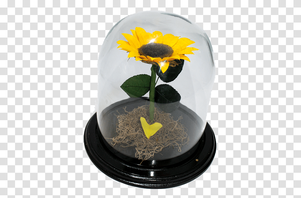 Girasol Eterno Sunflower Full Size Download Common Sunflower, Plant, Bird, Daisy, Flower Arrangement Transparent Png